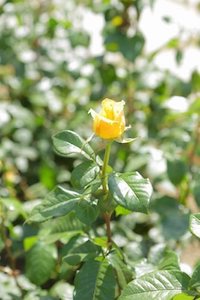 中之島バラ園に行ってきました