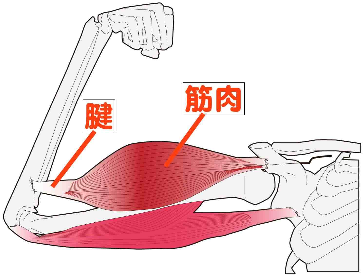意外と知らないストレッチの豆知識