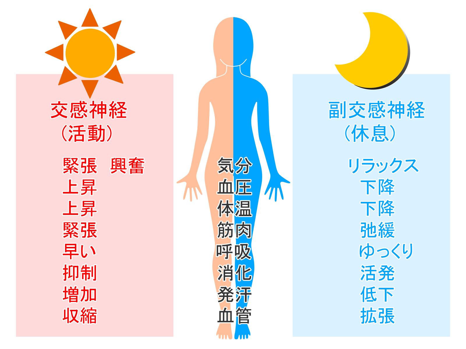【大阪自律神経調整整体】夏のだるさには整体が効果的！その理由は？